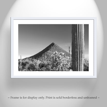 Fine Art Desert Decor with Arizona Cactus Landscape in Black and White