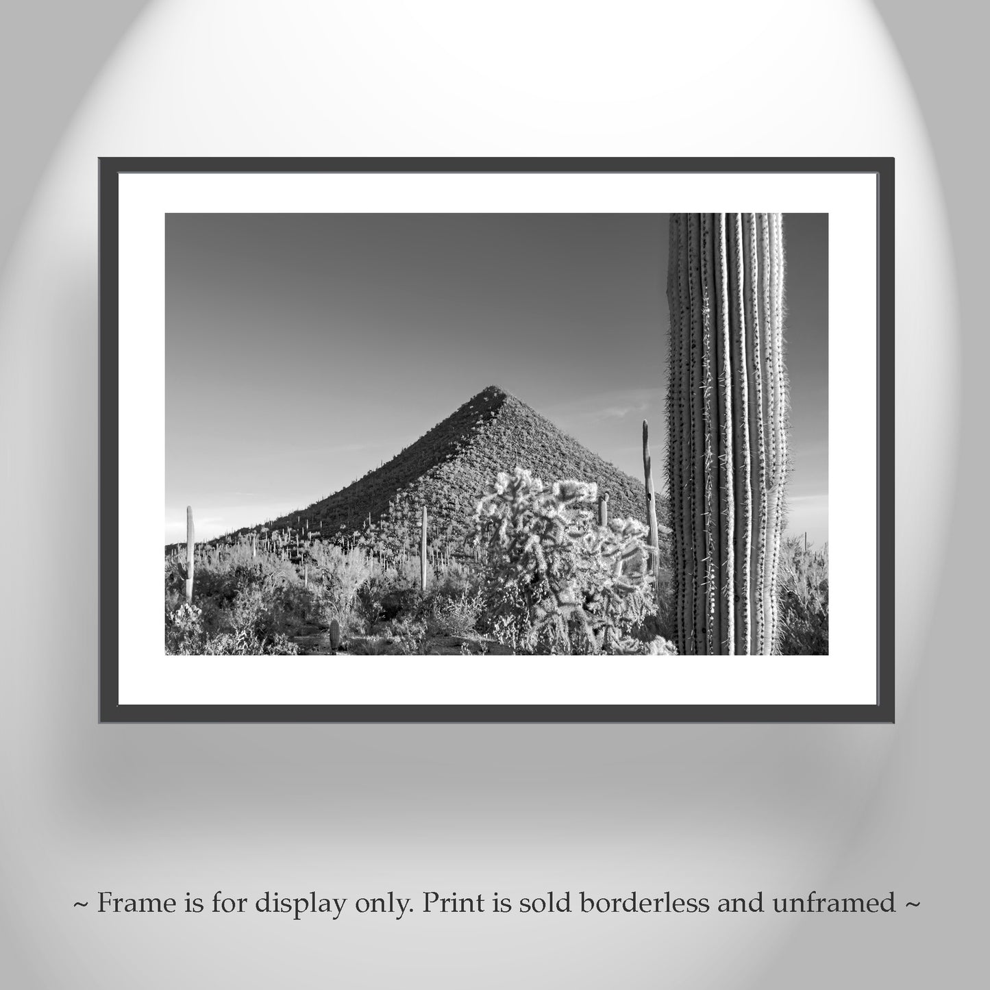 Fine Art Desert Decor with Arizona Cactus Landscape in Black and White