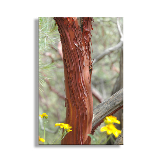 Close-up of a tree trunk with yellow flowers in the foreground. Manzanita Botanical Wall Art from Cochise Stronghold Arizona