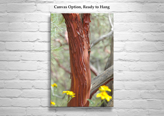 Manzanita Botanical Wall Art from Cochise Stronghold Arizona