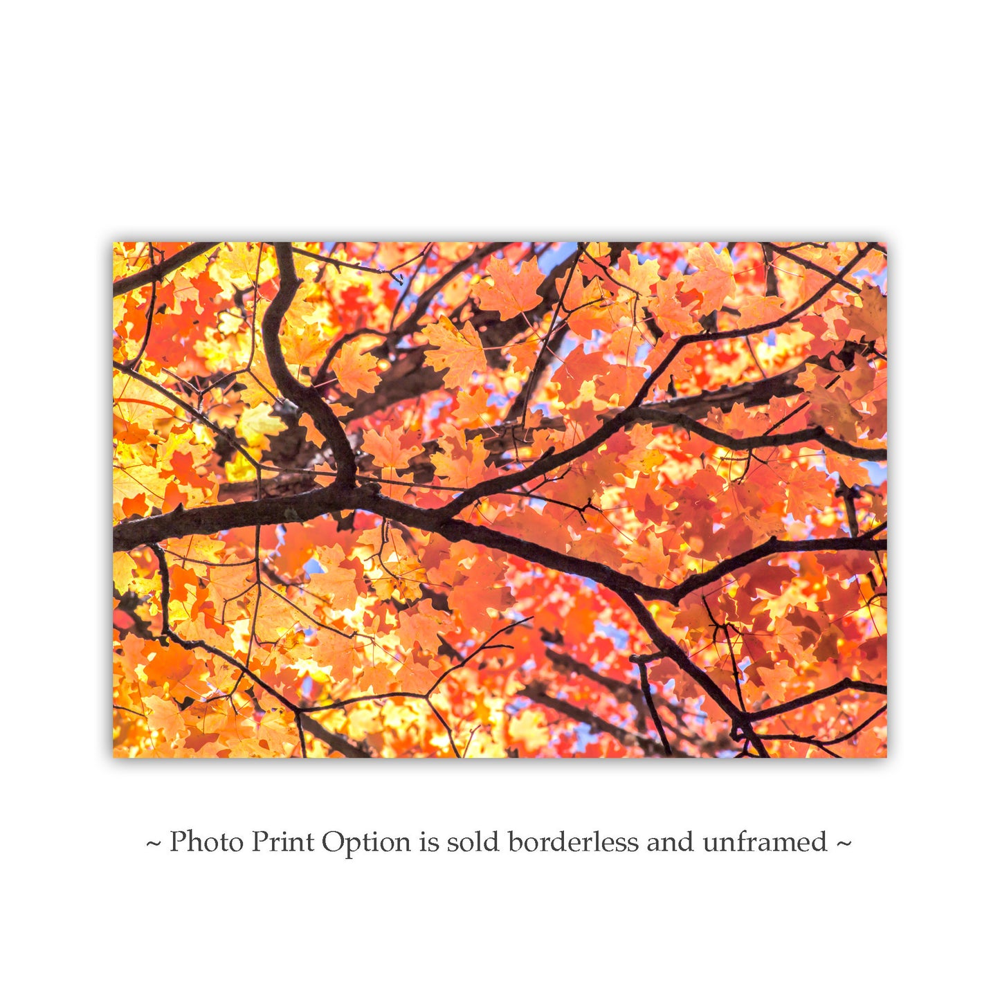 Autumn Maple Leaf Print – Golden Fall Nature Photo, Tucson AZ