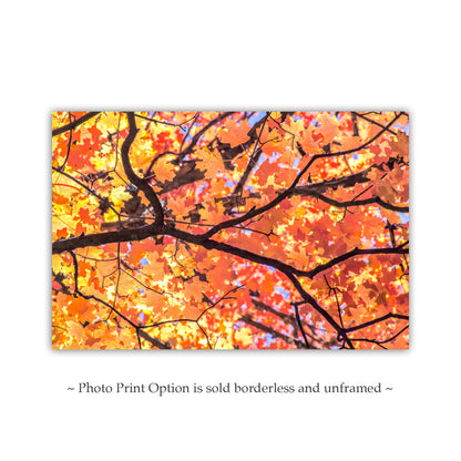Autumn Maple Leaf Print – Golden Fall Nature Photo, Tucson AZ