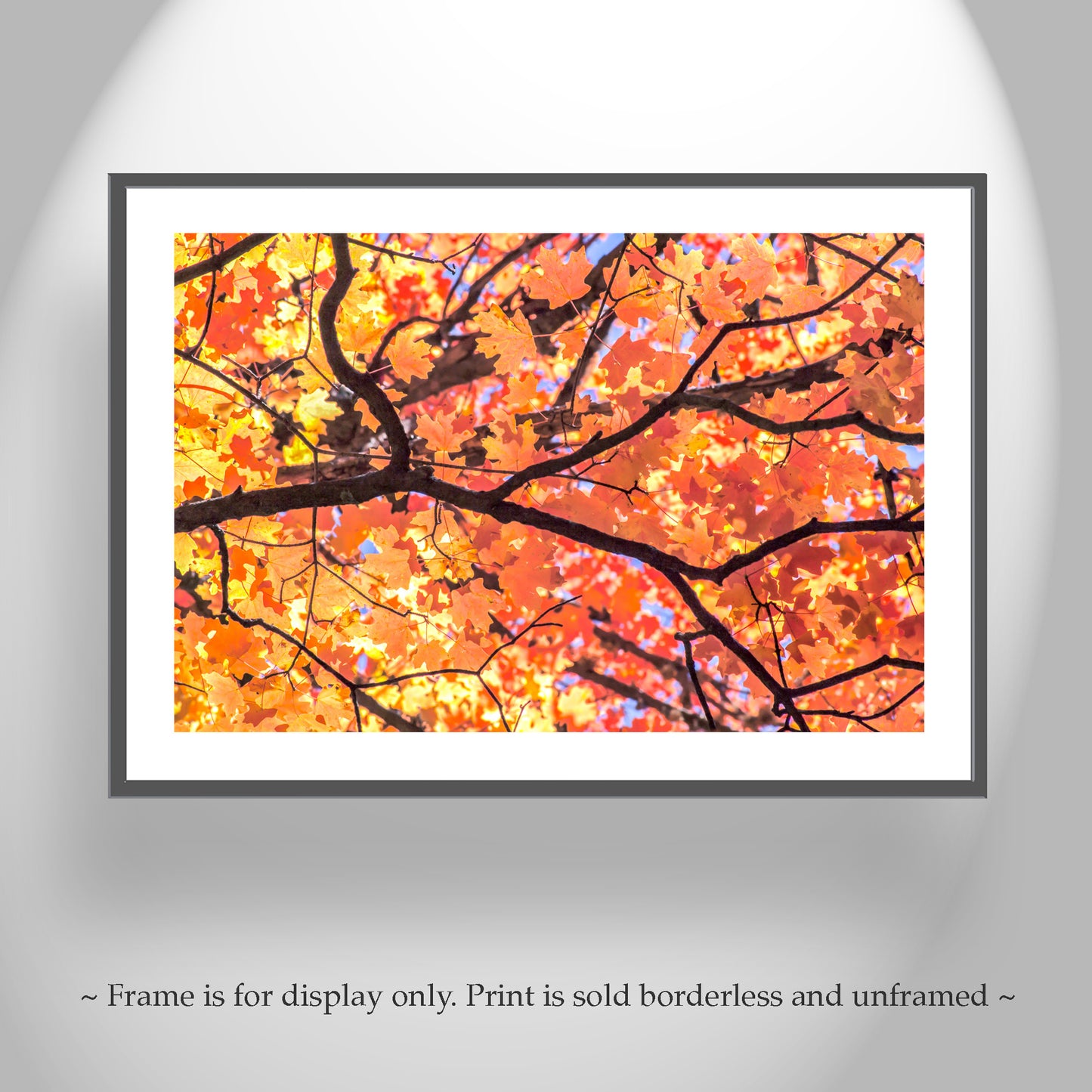 Autumn Maple Leaf Print – Golden Fall Nature Photo, Tucson AZ