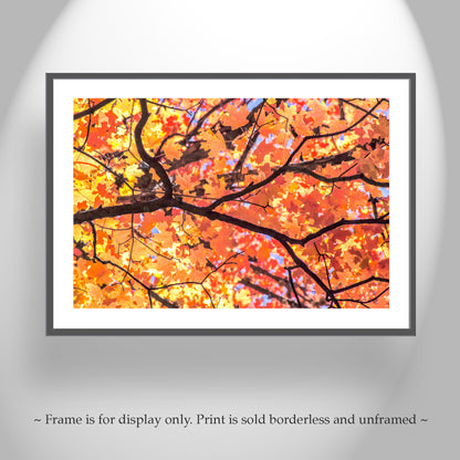 Autumn Maple Leaf Print – Golden Fall Nature Photo, Tucson AZ