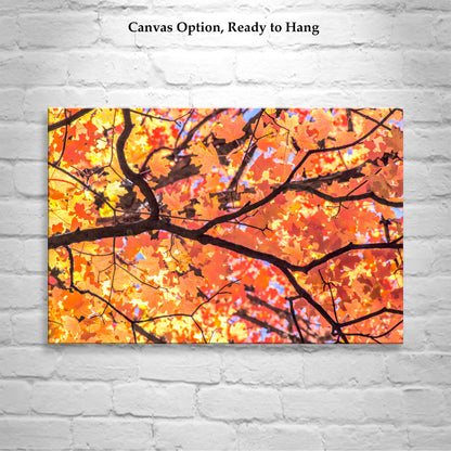 Autumn Maple Leaf Print – Golden Fall Nature Photo, Tucson AZ