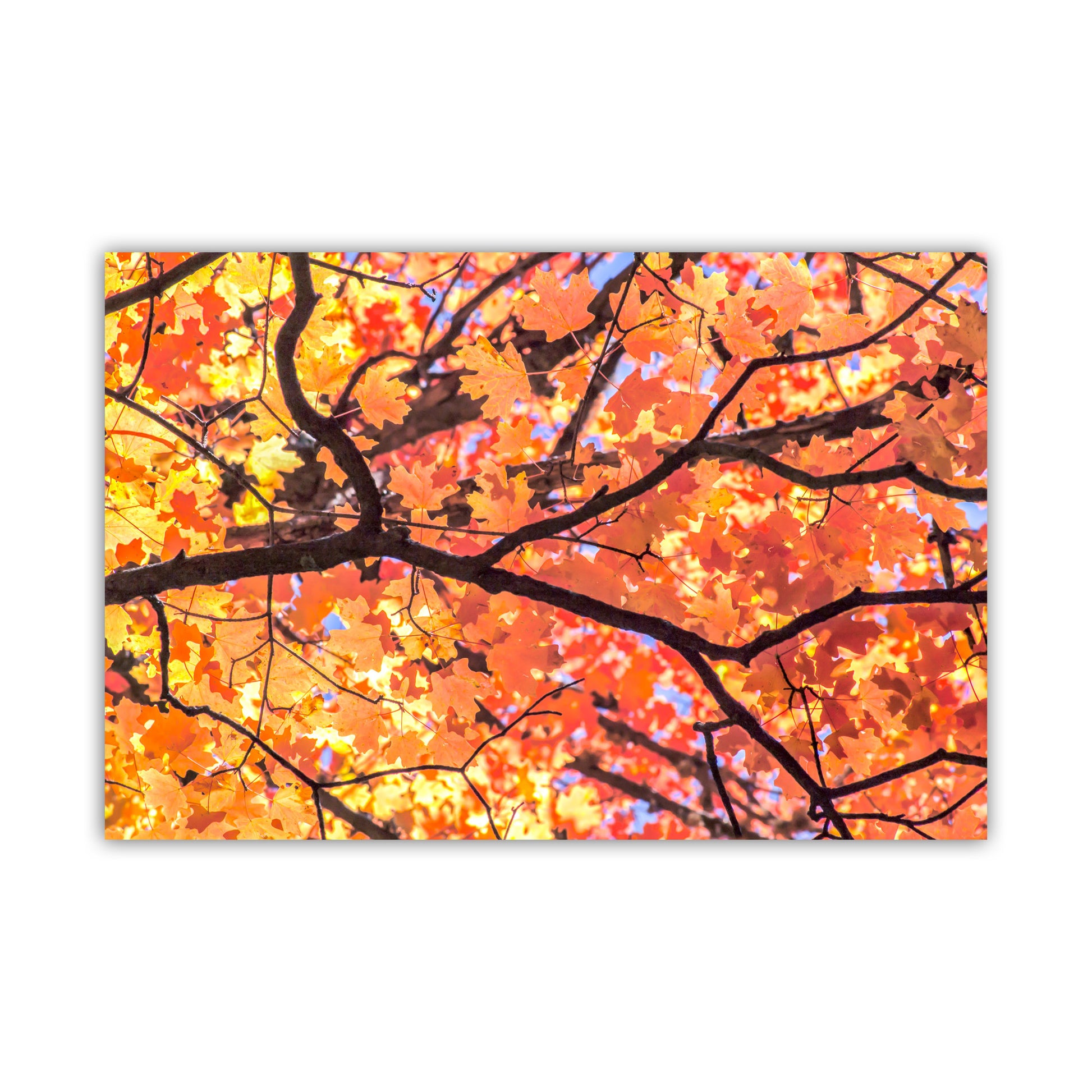 Canvas print of autumn tree branches with colorful leaves on a white background. Autumn Maple Leaf Art Print – Golden Fall Nature Photography in Santa Catalina Mountains, Tucson AZ