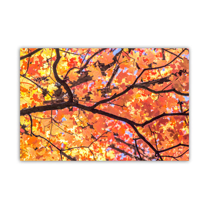 Canvas print of autumn tree branches with colorful leaves on a white background. Autumn Maple Leaf Art Print – Golden Fall Nature Photography in Santa Catalina Mountains, Tucson AZ