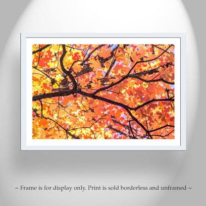 Autumn Maple Leaf Print – Golden Fall Nature Photo, Tucson AZ