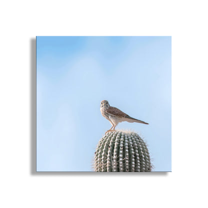 Arizona Bird Wall Decor with Merlin Falcon on Desert Cactus