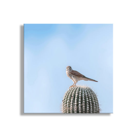 Arizona Bird Wall Decor with Merlin Falcon on Desert Cactus