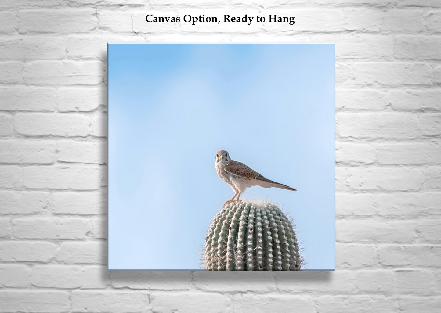Arizona Bird Wall Decor with Merlin Falcon on Desert Cactus