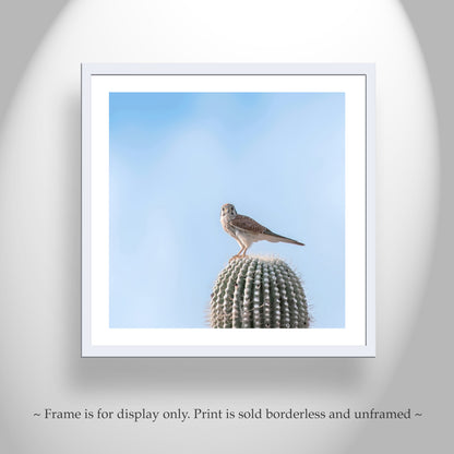 Arizona Bird Wall Decor with Merlin Falcon on Desert Cactus