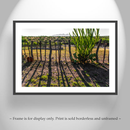 Arizona Ranch Landscape Art with Mesquite Fence and Desert Ocotillo