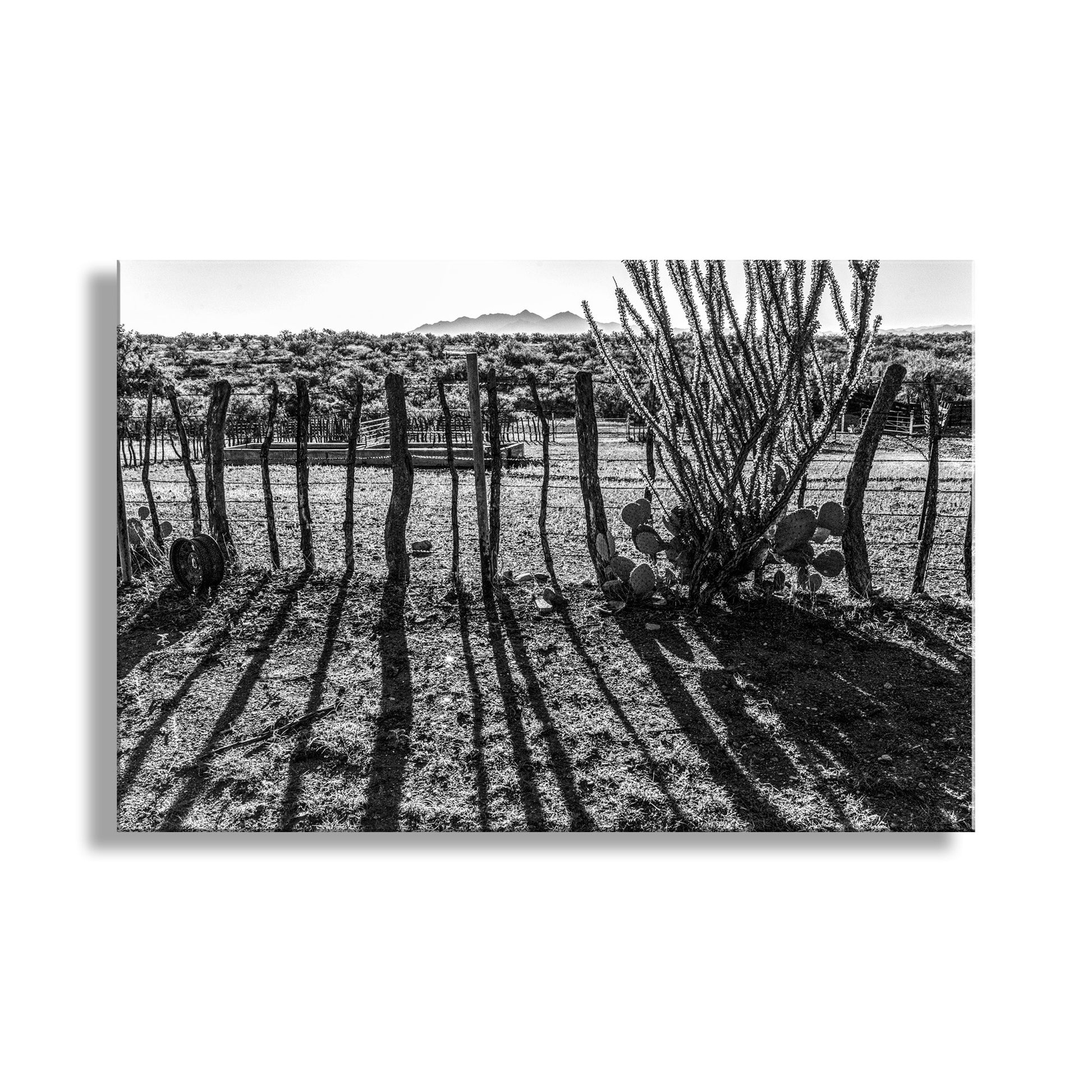 Black and white photo of a desert landscape with a fence and ocotillo. Rustic Ranch Art – Black & White Arizona Mesquite Fence & Ocotillo