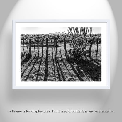 Rustic Ranch Art – Black & White Arizona Mesquite Fence & Ocotillo