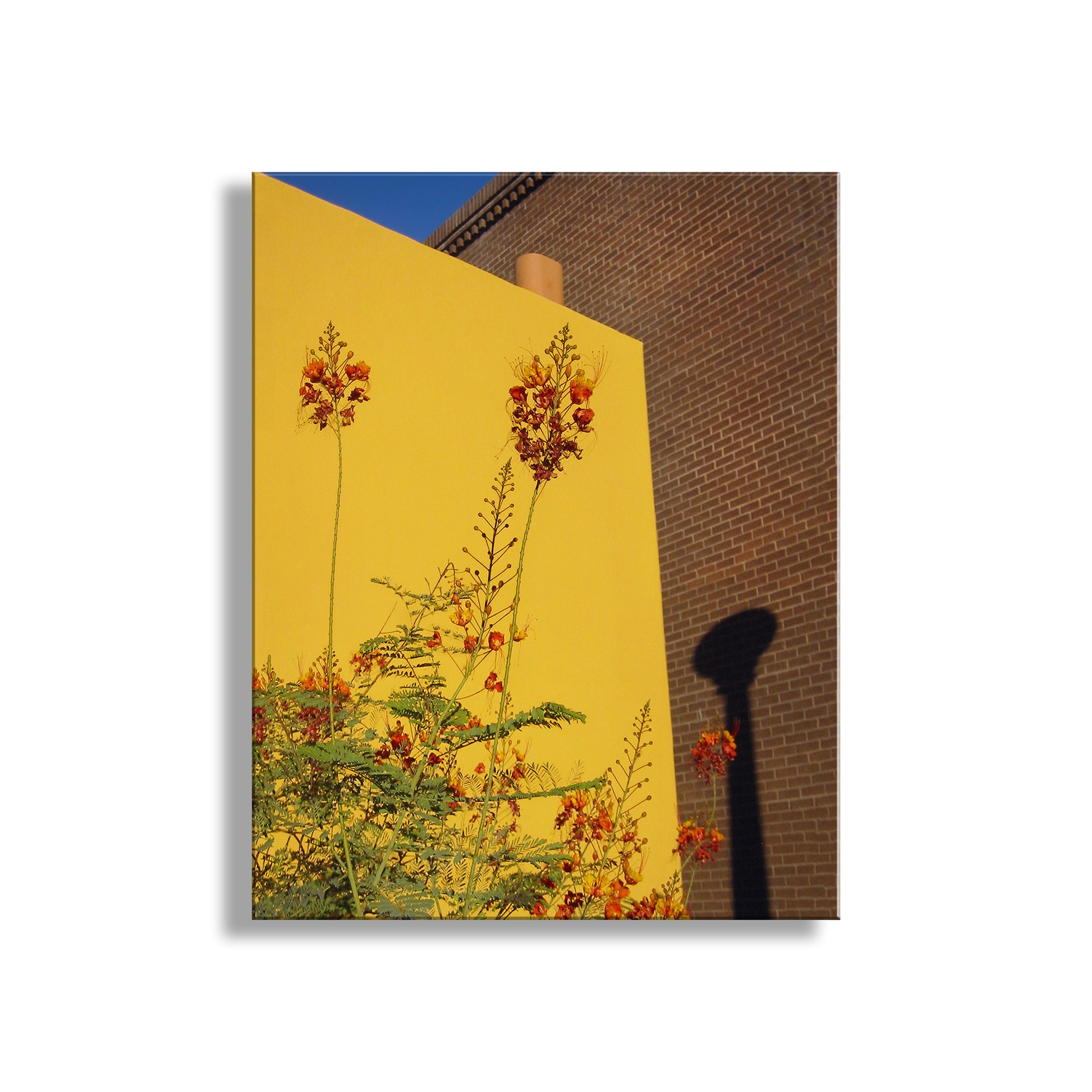 Framed artwork of floral design on a yellow background with a brick wall and blue sky. Southwest Decor with Tucson Barrio Urban Art Print with Mexican Bird of Paradise Flower