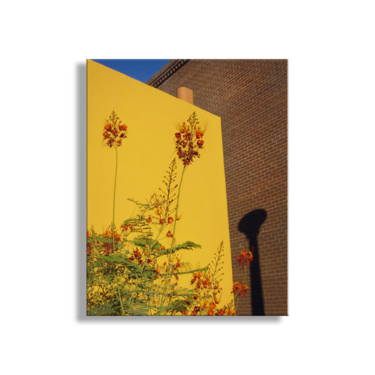 Framed artwork of floral design on a yellow background with a brick wall and blue sky. Southwest Decor with Tucson Barrio Urban Art Print with Mexican Bird of Paradise Flower
