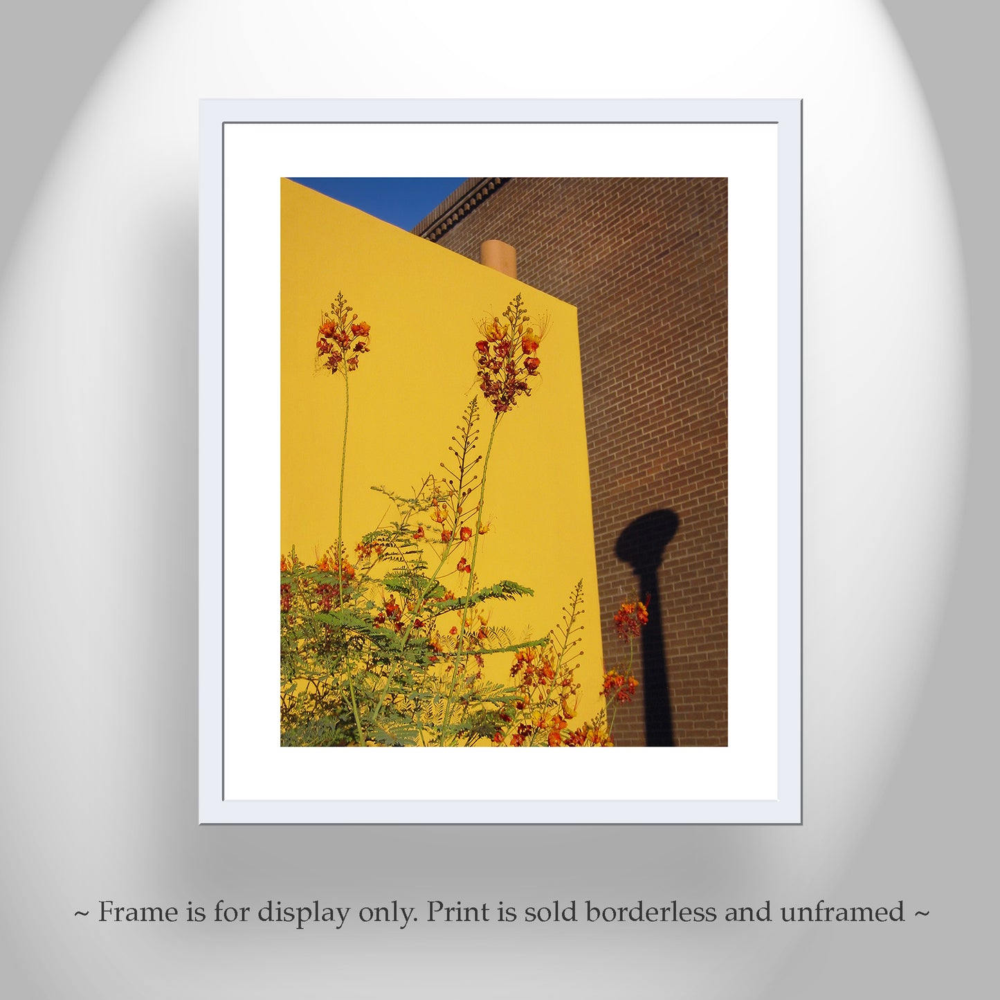 Southwest Decor with Tucson Barrio Urban Art Print with Mexican Bird of Paradise Flower