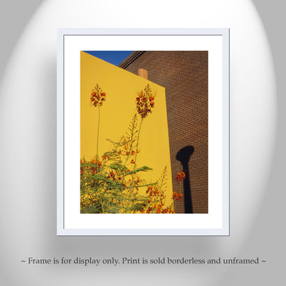 Southwest Decor with Tucson Barrio Urban Art Print with Mexican Bird of Paradise Flower