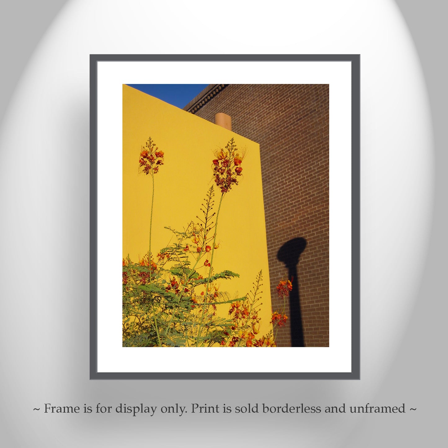 Southwest Decor with Tucson Barrio Urban Art Print with Mexican Bird of Paradise Flower