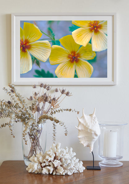 Golden Poppy Flower Art Print | Floral Wall Decor | Tucson Arizona Wildflowers