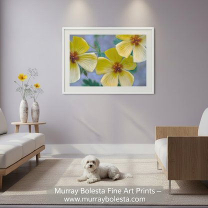 Close-up of three yellow flowers with green leaves on a white background. Golden Poppy Flower Art Print | Floral Wall Decor | Tucson Arizona by Murray Bolesta Wildflowers