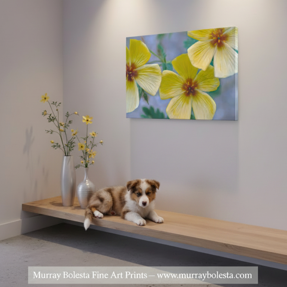 Close-up of three yellow flowers with green leaves on a white background. Golden Poppy Flower Art Print | Floral Wall Decor | Tucson Arizona by Murray Bolesta Wildflowers