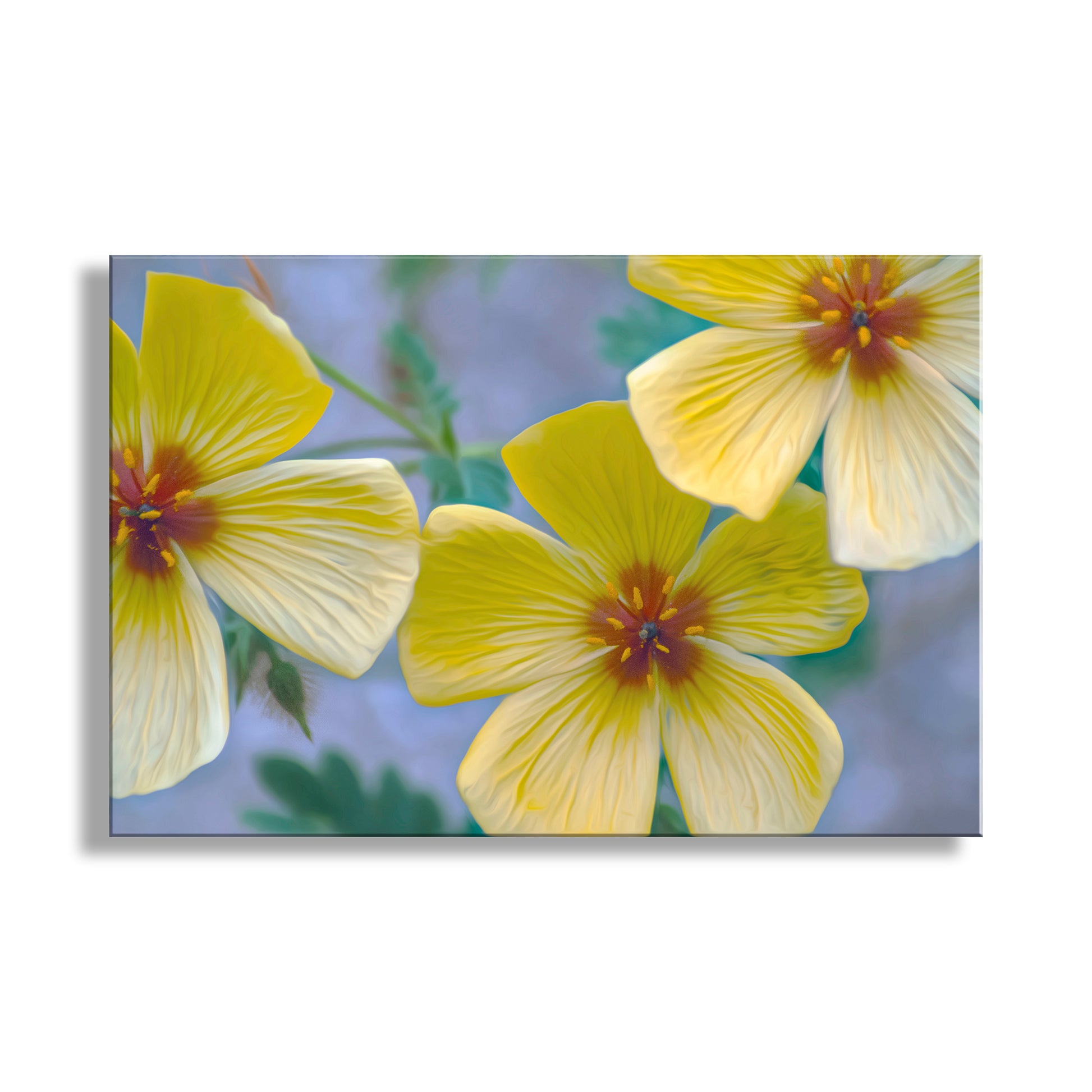 Close-up of three yellow flowers with green leaves on a white background. Golden Poppy Flower Art Print | Floral Wall Decor | Tucson Arizona Wildflowers
