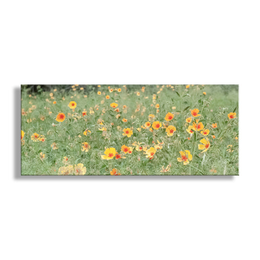 Canvas print of a field of yellow flowers with green grass on a white background. Arizona Floral Wall Art in Panorama with Mexican Gold Poppies