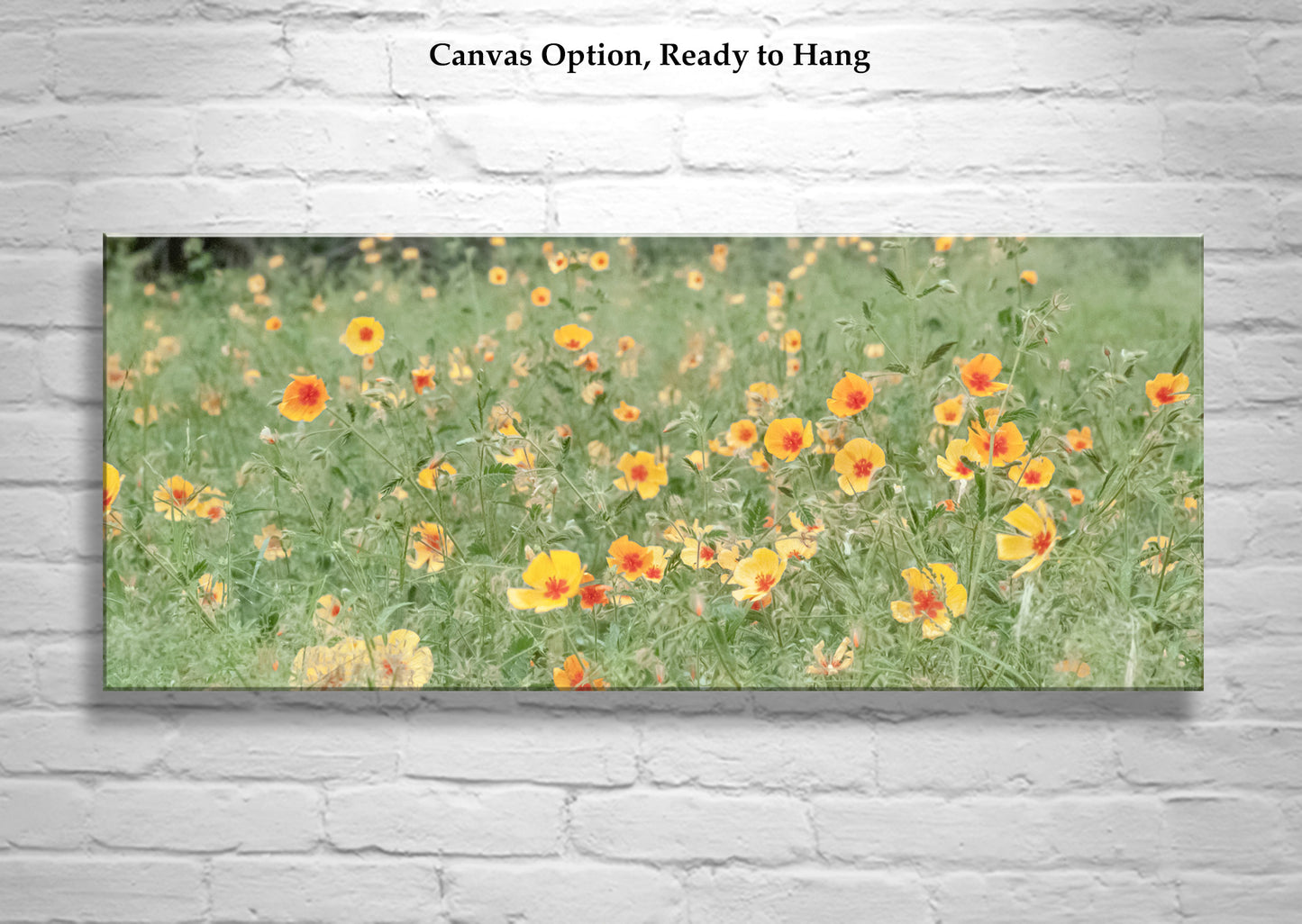 Arizona Floral Wall Art in Panorama with Mexican Gold Poppies