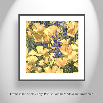 Poppy Flower Nature Photography in Tucson Arizona Desert at Picacho Peak