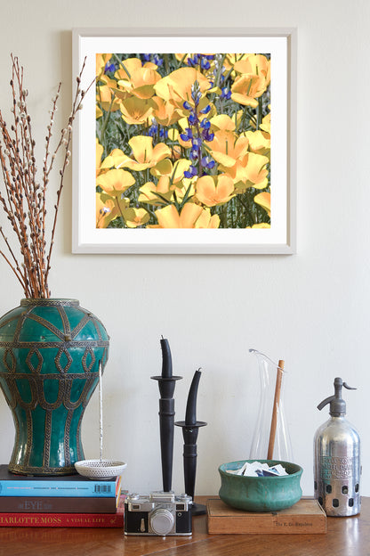 Poppy Flower Nature Photography in Tucson Arizona Desert at Picacho Peak