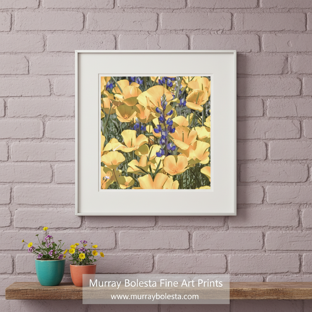 Canvas print of yellow flowers with blue accents on a white background. Poppy Flower Nature Photography in Tucson Arizona Desert at Picacho Peak. Wildflower Artwork by Murray Bolesta