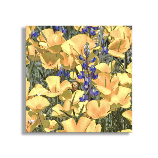 Canvas print of yellow flowers with blue accents on a white background. Poppy Flower Nature Photography in Tucson Arizona Desert at Picacho Peak. Wildflower Artwork