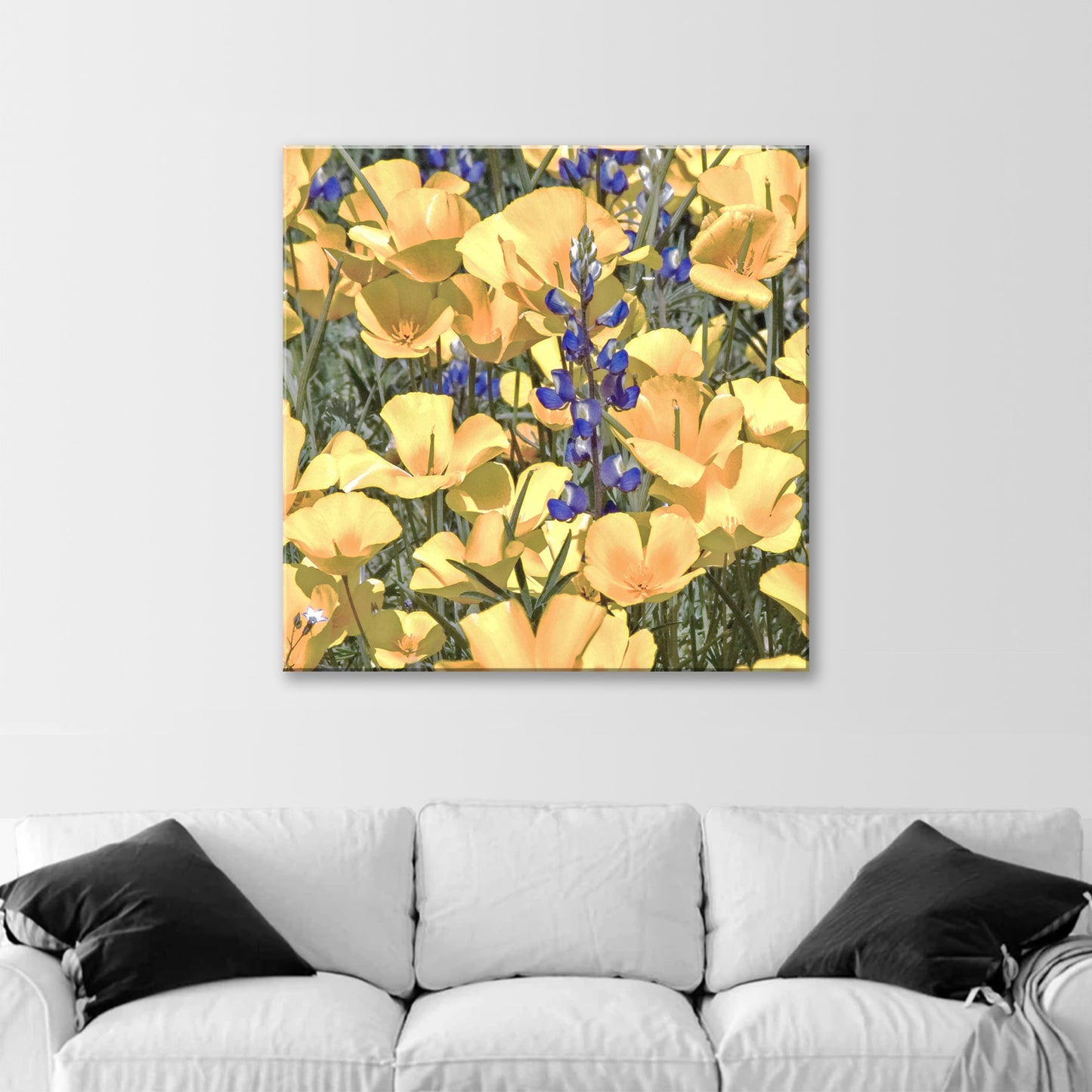 Poppy Flower Nature Photography in Tucson Arizona Desert at Picacho Peak