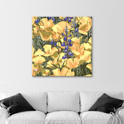 Poppy Flower Nature Photography in Tucson Arizona Desert at Picacho Peak