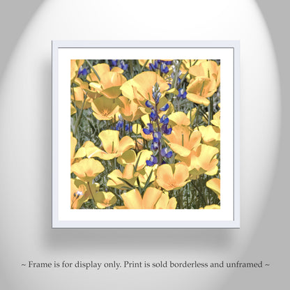 Poppy Flower Nature Photography in Tucson Arizona Desert at Picacho Peak