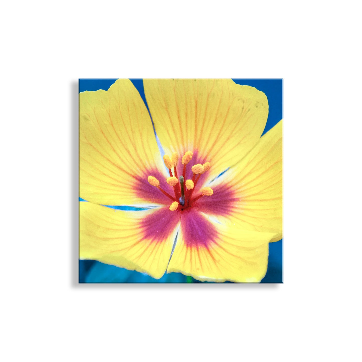 Close-up of a yellow flower with a blue background. Desert Poppy Flower Art Print as Bright Vibrant Botanical Wall Decor