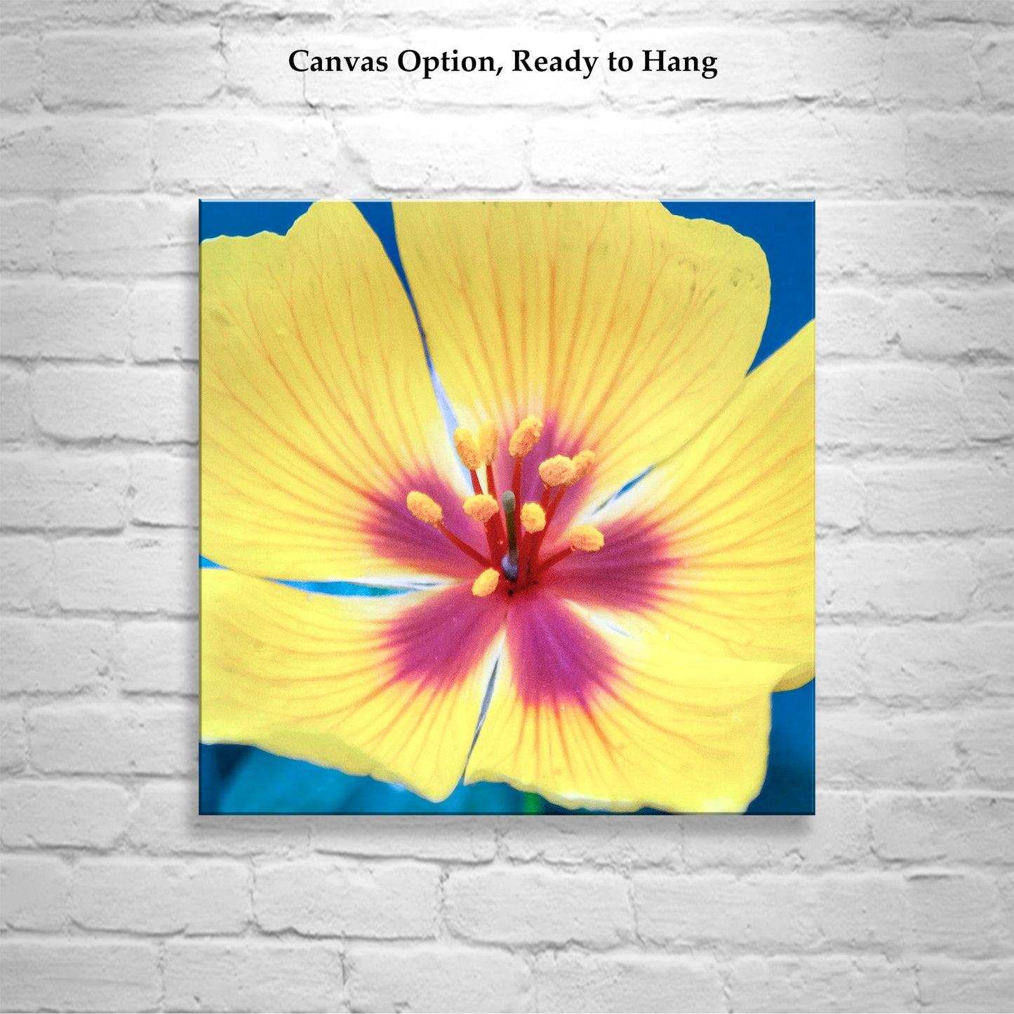 Desert Poppy Flower Art Print as Bright Vibrant Botanical Wall Decor