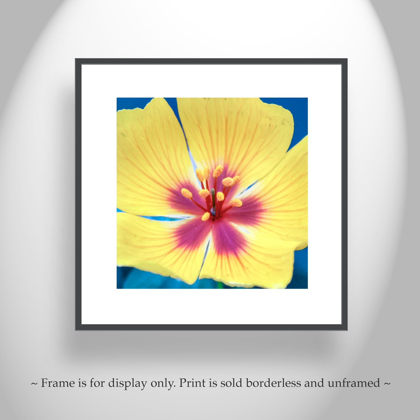 Desert Poppy Flower Art Print as Bright Vibrant Botanical Wall Decor
