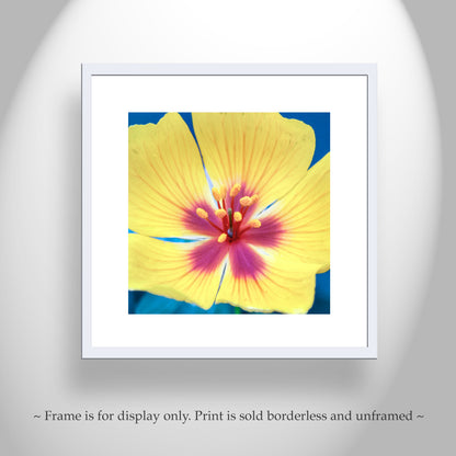 Desert Poppy Flower Art Print as Bright Vibrant Botanical Wall Decor