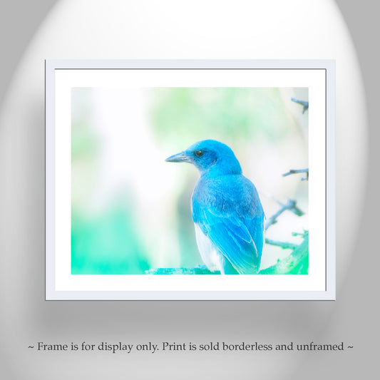 Blue Jay Bird Print as Painterly Nature Art with Mexican Jay