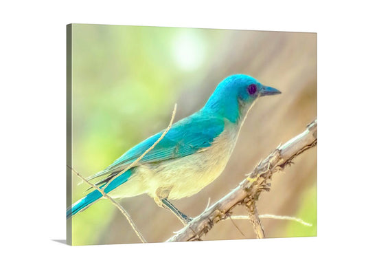 Blue Jay Forest Nature Art for Home with Mexican Jay Bird