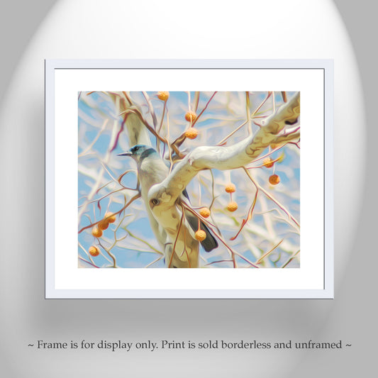Blue Jay Bird in Sycamore Tree as Spring Forest Wildlife Photography