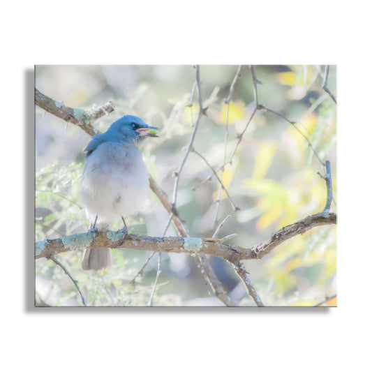 Blue Jay Bird Nature Art Print in Spring Forest | Madera Canyon