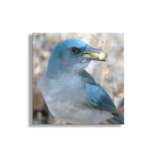 Blue Jay Bird Photography Art Print as Avian Wildlife Wall Decor