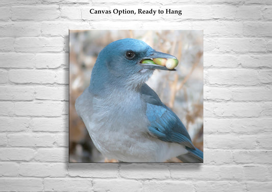 Blue Jay Bird Photography Art Print as Avian Wildlife Wall Decor