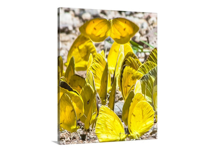 Yellow butterflies on leaves with a blurred background. A dazzling, unique art print with brilliant yellow butterflies! Here, a parade of lively Mexican Yellow butterflies "puddles" together (gathering salts and other nutrients needed for reproduction) in the remote and rugged Muleshoe Ranch of Arizona, planet Earth! Original, unique signed art by Murray Bolesta.