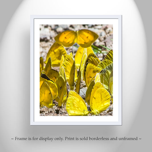 Yellow Butterfly Nature Photography as Insect Art Print