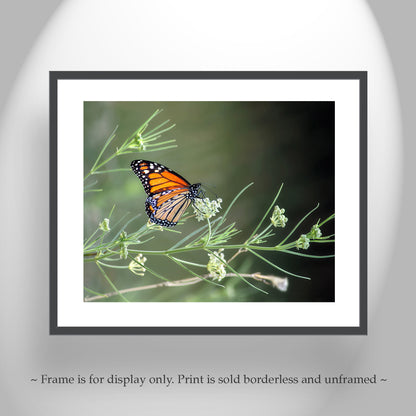 Monarch Butterfly Photography Print with Milkweed as Wall Decor